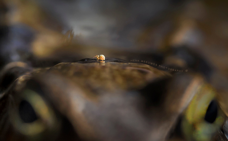 Diner on top of a frog