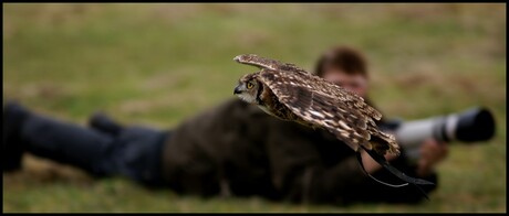 Roofvogelshoot