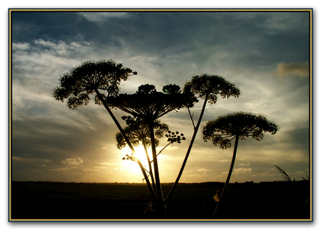 Avond in de polder