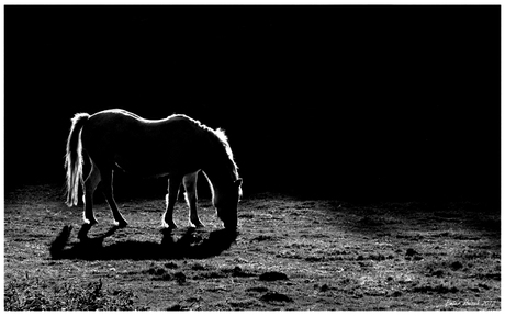 Backlight horse