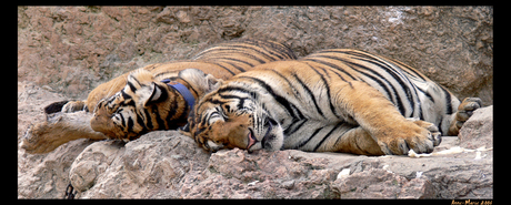 Geen slapende tijgers wakker maken...