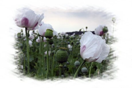 Papaver