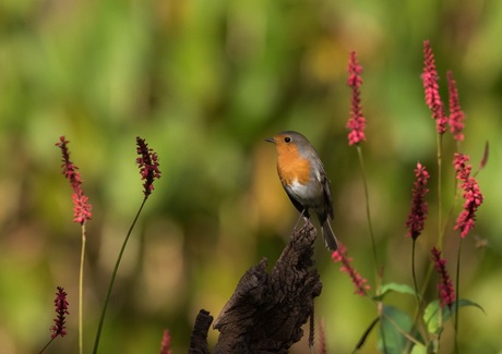 Roodborst