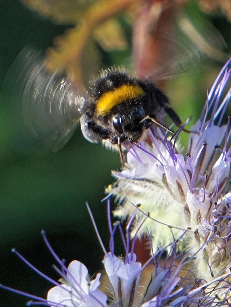 20190701_221336hommel