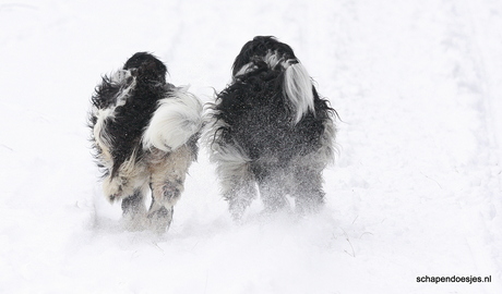 Rennen in de sneeuw