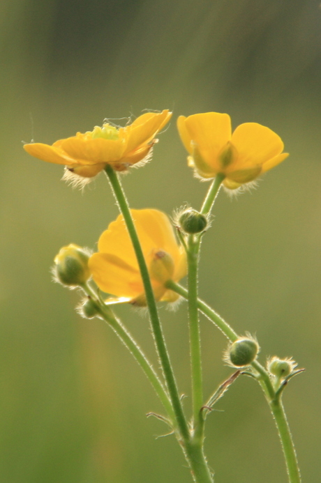 De gulden boterbloem