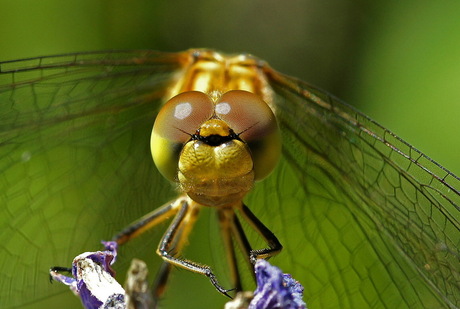 Close-up libelle