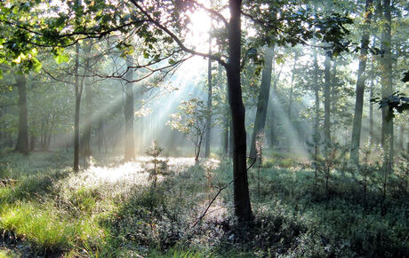 De stilte in het bos