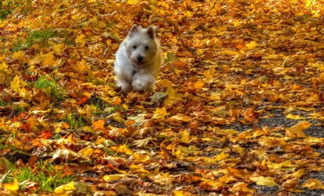 Fleur in herfst stemming