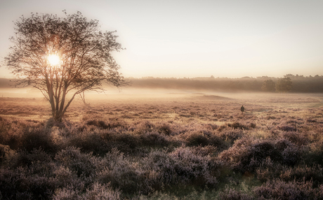 Mist op de hei