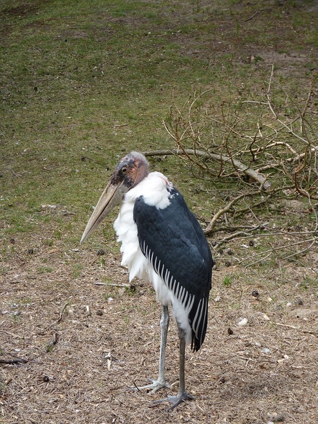 knappe vogel