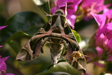 Oleander Hawk-moth