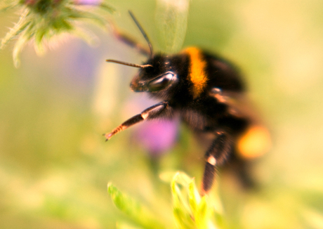 Lensbaby Hommel