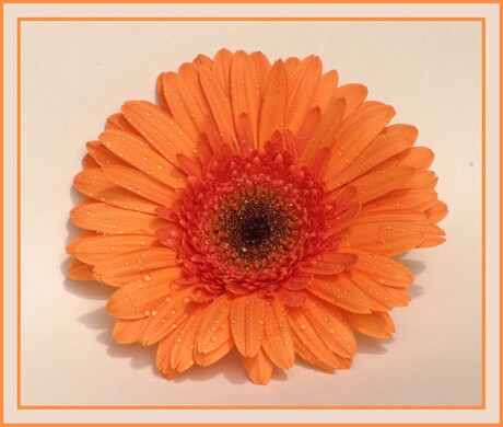 Oranje Gerbera