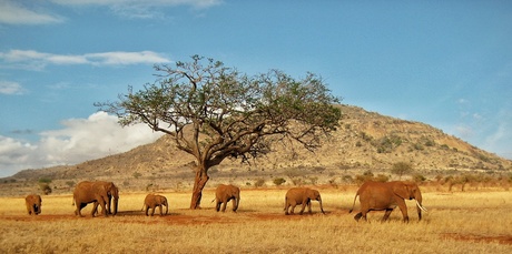 Elefants in Kenya