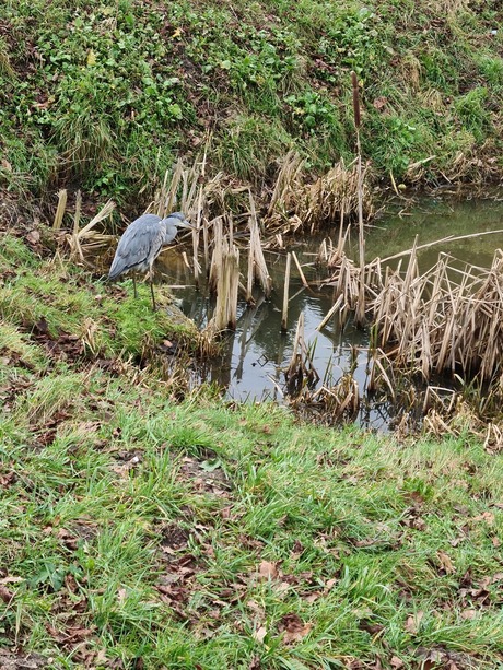 Blauwe reiger genietend van het zonnetje op een prachtige winterdag.