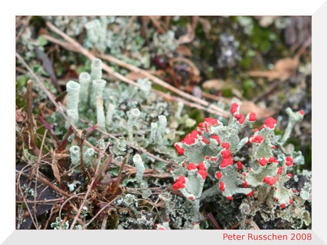 Rood bekermos