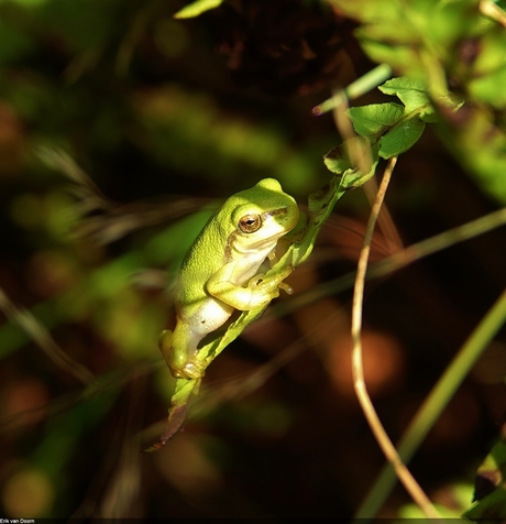 boomkikker (Hyla arborea)