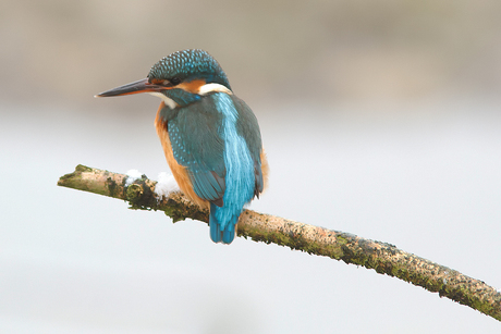 IJsvogel