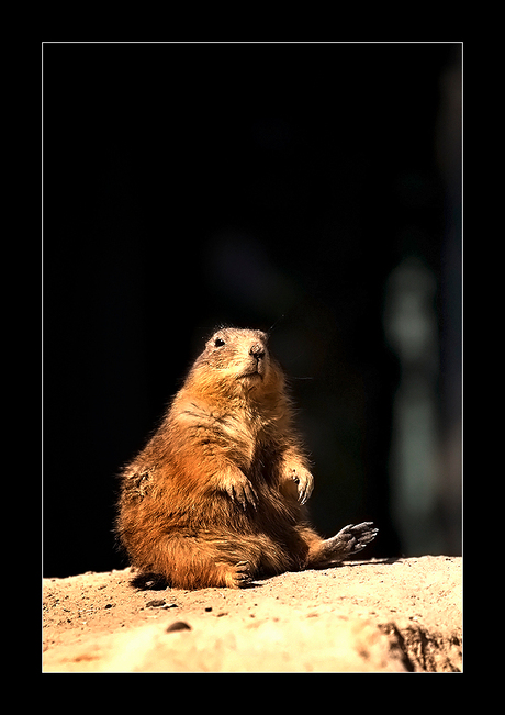 dierenpark emmen