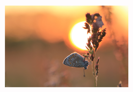 The Sundown Butterfly 2