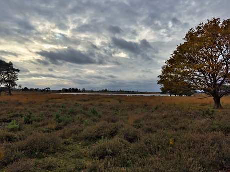 Herfst op de heide