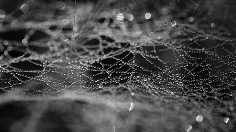Waterdruppels op spinneweb
