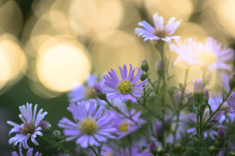 bokeh aster