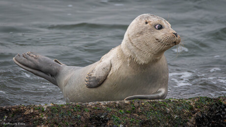 Happy Seal