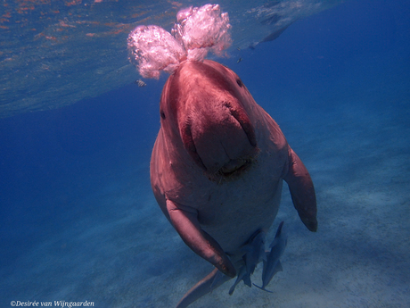 Zeekoe in Marsa Mares