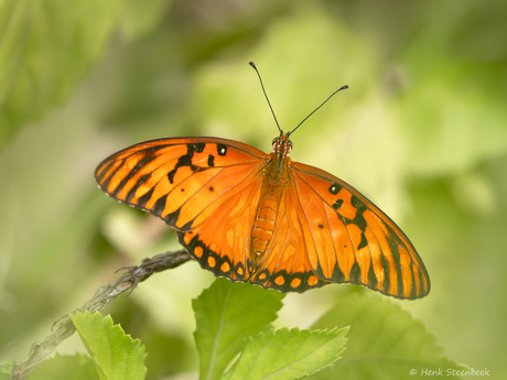 Parelmoervlinder spreidt de vleugels