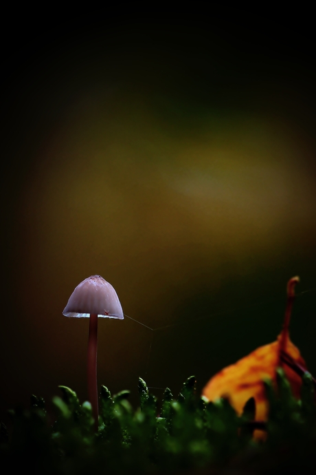 Naturelover.........