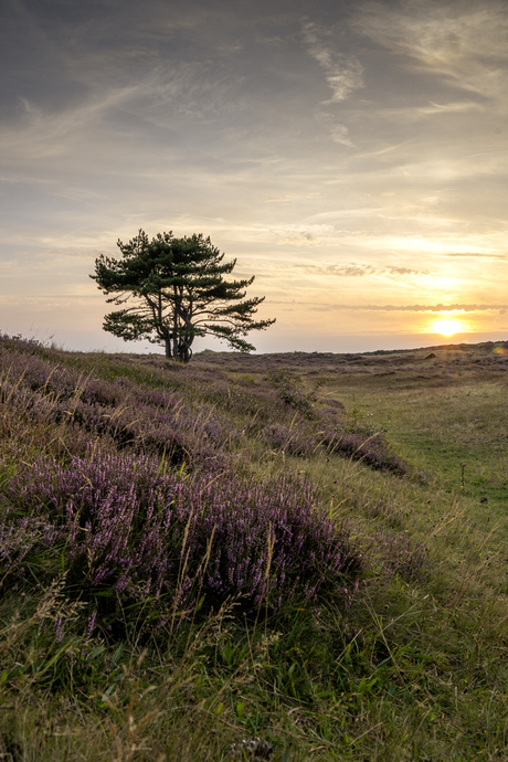 Zonsondergang Grafelijkheidsduinen