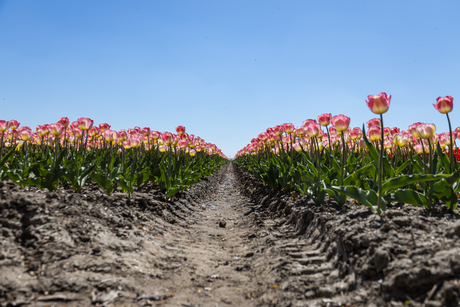 Tulpenroute