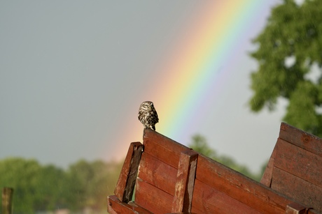 Steenuiltje met regenboog op de achtergrond 
