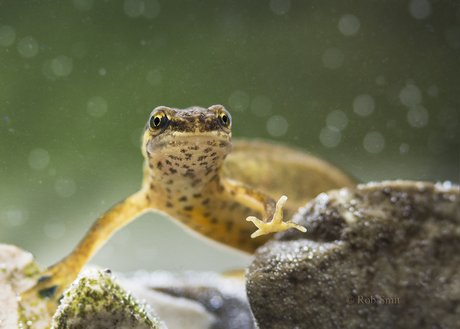Kleine watersalamander