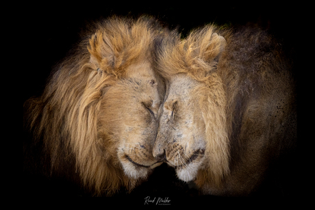 Ontmoeting van broers