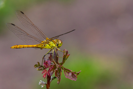 libelle