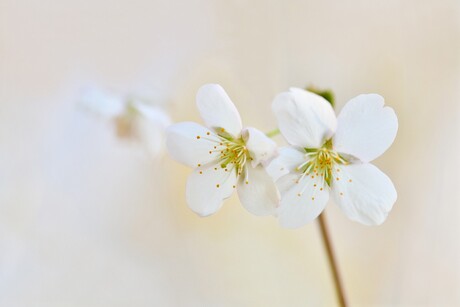 Spring Bloom