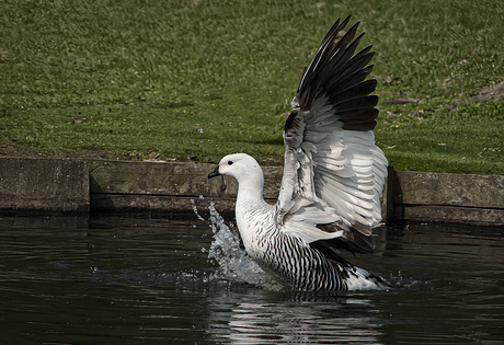 plons de gans