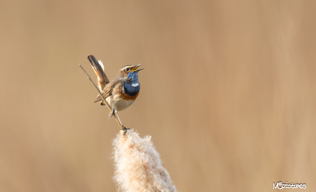 Blauwborst