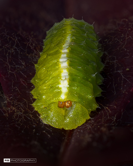 Caterpillar