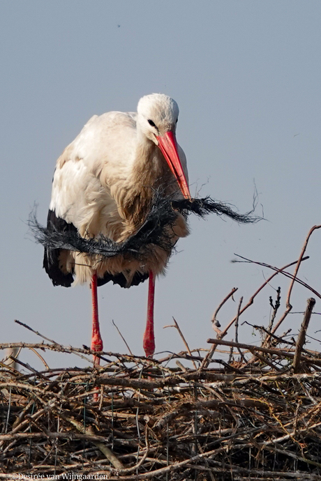 Ooievaars met lentekriebels