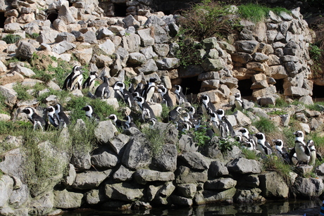 Pinguin groepsfoto