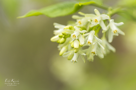 Staphylea Colchica Steven