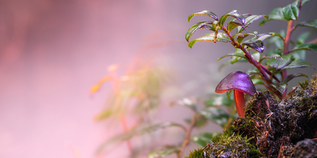 Magic mushroom sheltering under a twig 