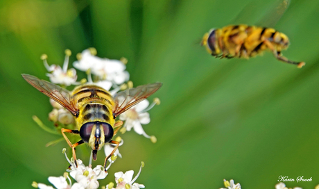 "Pas op hangvolk..."