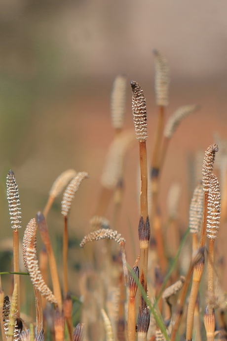 Er geen gras over laten groeien