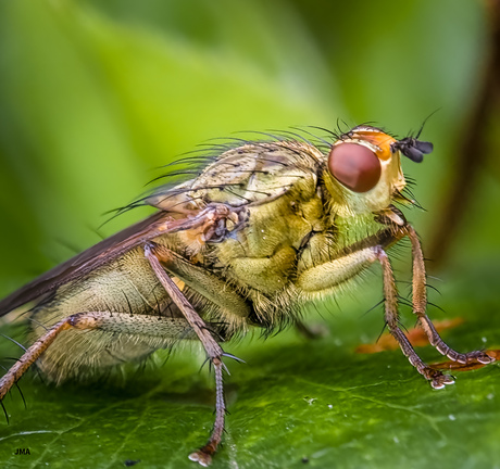 Scathophaga stercoraria