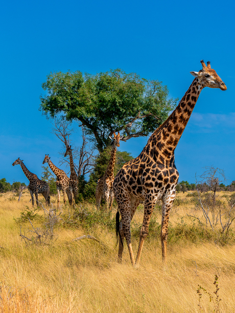 Giraffen poseren in Kruger park